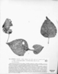 Asteroma vagans image